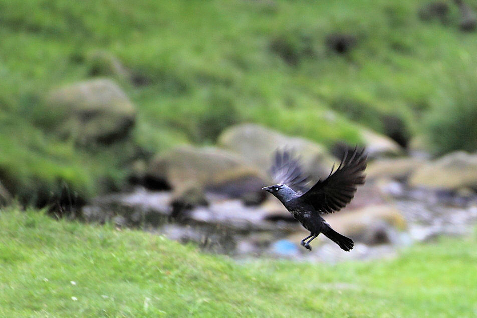 Jackdaw Taking Off
