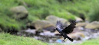Jackdaw Taking Off
