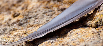 Feather On The Beach