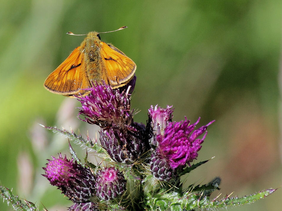 Large Skipper Butterfly