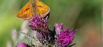 Large Skipper Butterfly