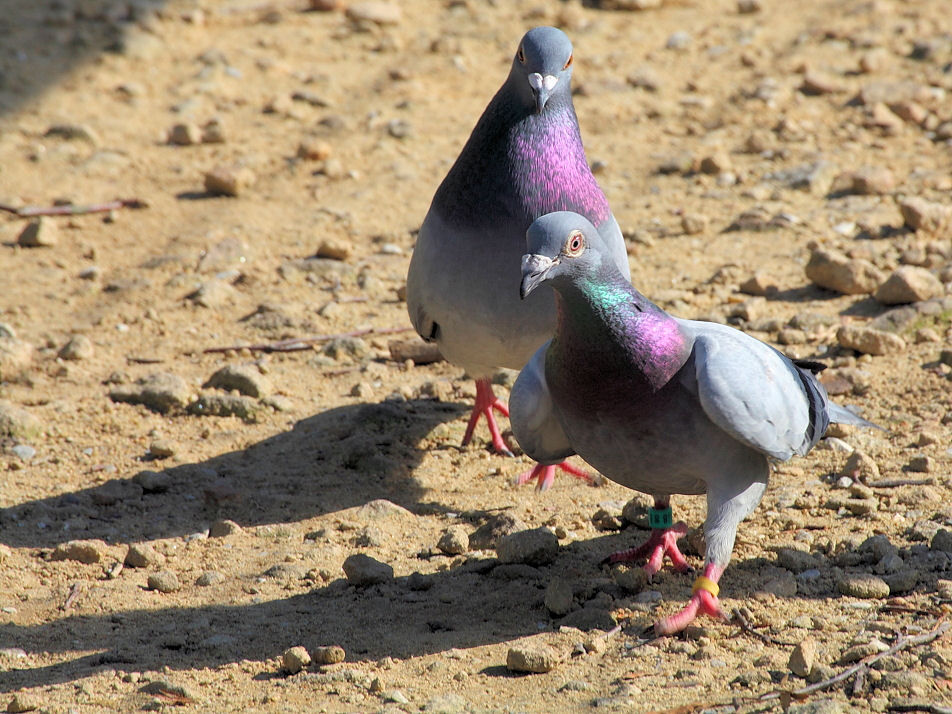 Chased by Pigeons!