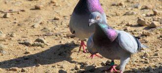 Chased by Pigeons!
