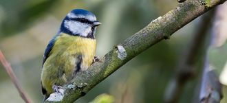Blue Tit At Risley Moss Nature Reserve
