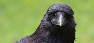 Common Raven in Vienna’s Schlosspark Schönbrunn