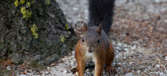 Red Squirrel in Vienna’s Schlosspark Schönbrunn