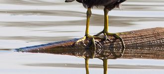 Moorhen At Fairburn Ings