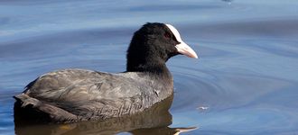 Coot At Fairburn Ings, West Yorkshire