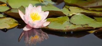 Reflections: Water Lily In A Fountain