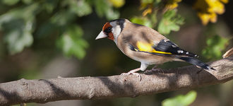 European Goldfinch At Fairburn Ings