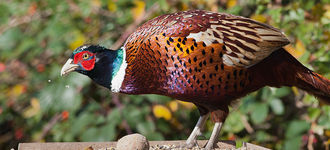 Male Pheasant At Fairburn Ings