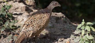 Female Pheasant At Fairburn Ings