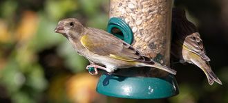 Fairburn Ings: Pair Of Greenfinch At The Feeders