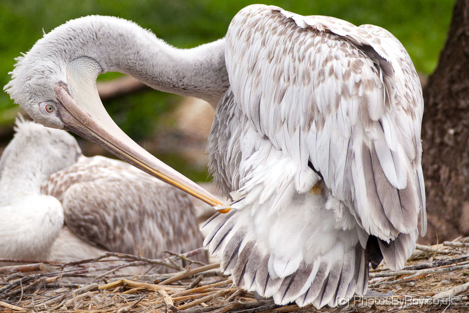 Dalmatian Pelican Preening in Vienna’s Tiergarten