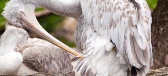 Dalmatian Pelican Preening in Vienna’s Tiergarten