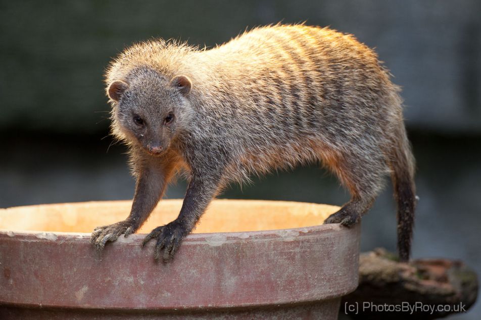 Zebra Mongoose in Vienna’s Tiergarten