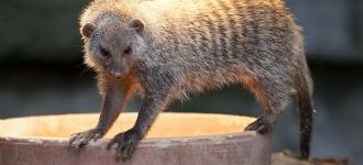 Zebra Mongoose in Vienna’s Tiergarten