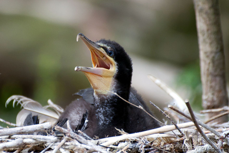 Great Cormorant Chick in Nest