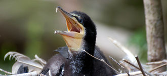 Great Cormorant Chick in Nest