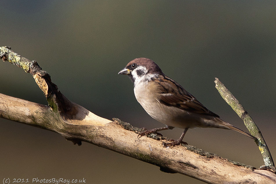 Tree Sparrow At Fairburn Ings