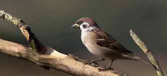 Tree Sparrow At Fairburn Ings