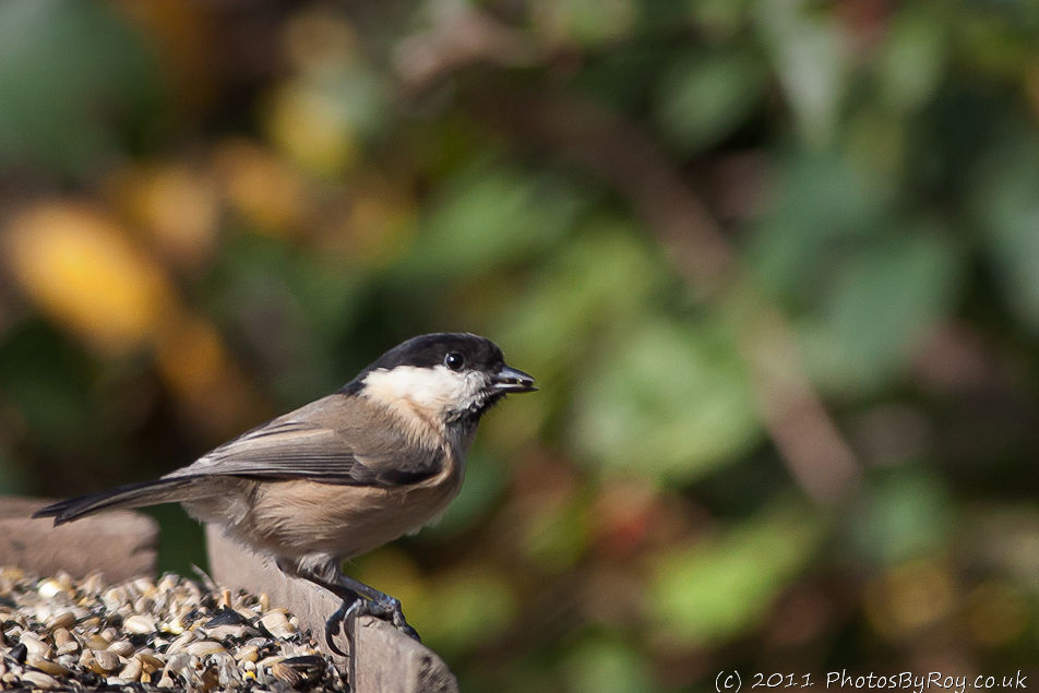 Willow Tit On Bird Table At Fairburn Ings