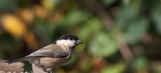 Willow Tit On Bird Table At Fairburn Ings