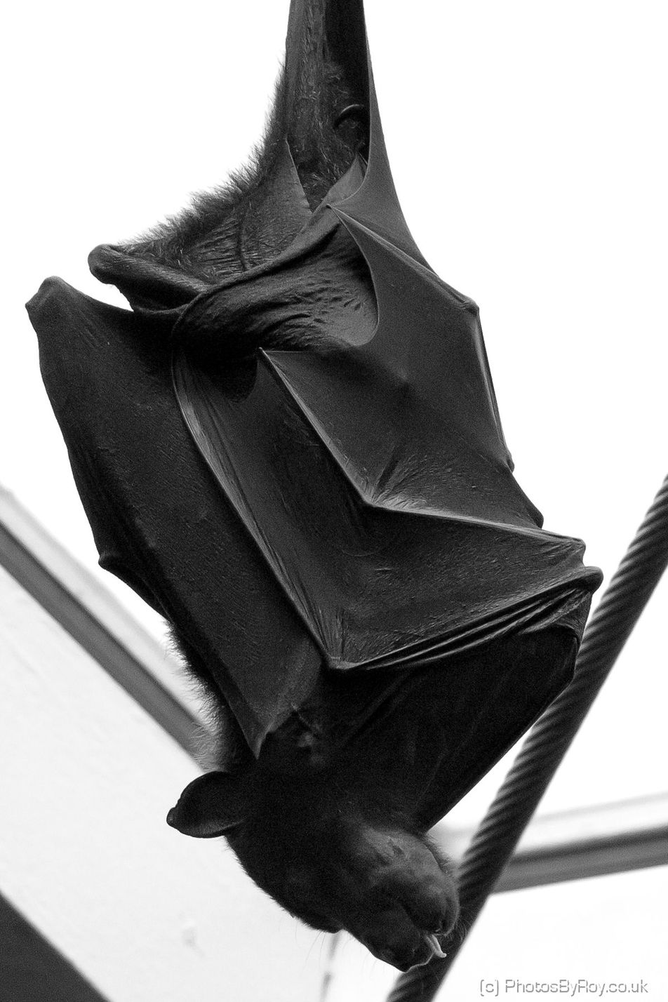 Fruit Bat in Vienna’s Tiergarten Zoo (B&W)