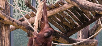 Orangutan in Vienna’s Tiergarten