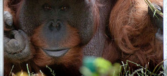 Orangutan Peek-a-Boo!