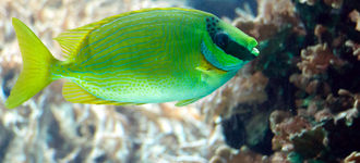 Unknown Tropical Fish