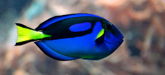 Tropical Fish: Regal (Royal Blue) Tang