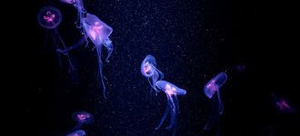 Jellyfish in Blue Aquarium