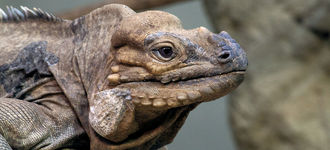 Reptiles: Rhinocerous Iguana