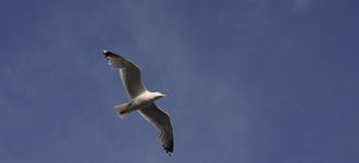 Seagull In Flight