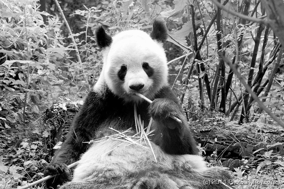 Giant Panda Eating Bamboo