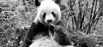 Giant Panda Eating Bamboo