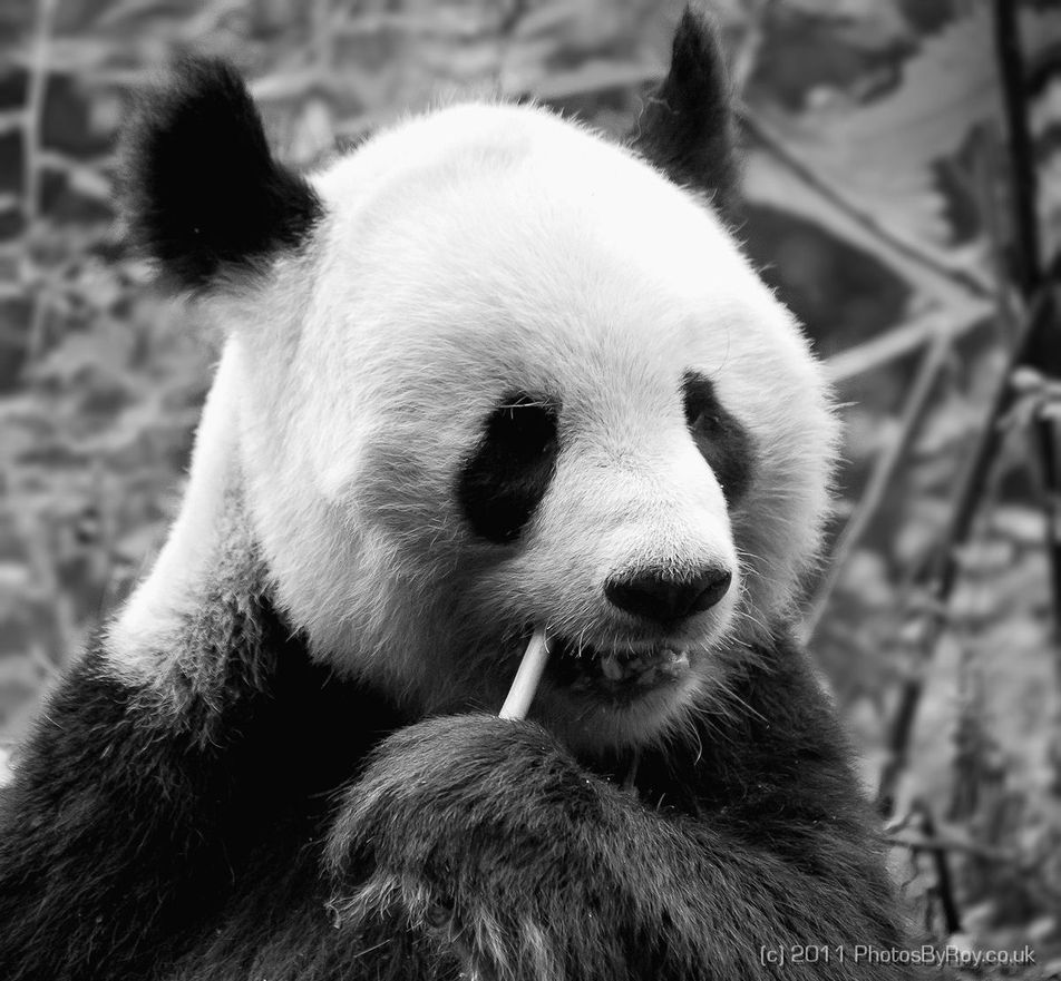 Giant Panda (Close-up)