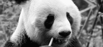 Giant Panda (Close-up)