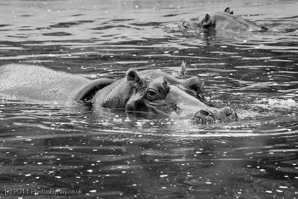 Hippopotamus Swimming at Vienna’s Tiergarten