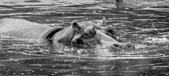 Hippopotamus Swimming at Vienna’s Tiergarten