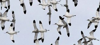 Avocets In Flight Over Blacktoft Sands