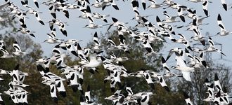Avocet Chaos Over Blacktoft Sands