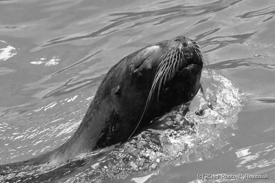 South American Sea Lion at The Tiergarten