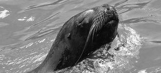 South American Sea Lion at The Tiergarten