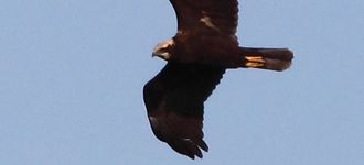 Marsh Harrier Over Blacktoft Sands