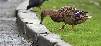 Female Mallard In The Rain At Brinscall