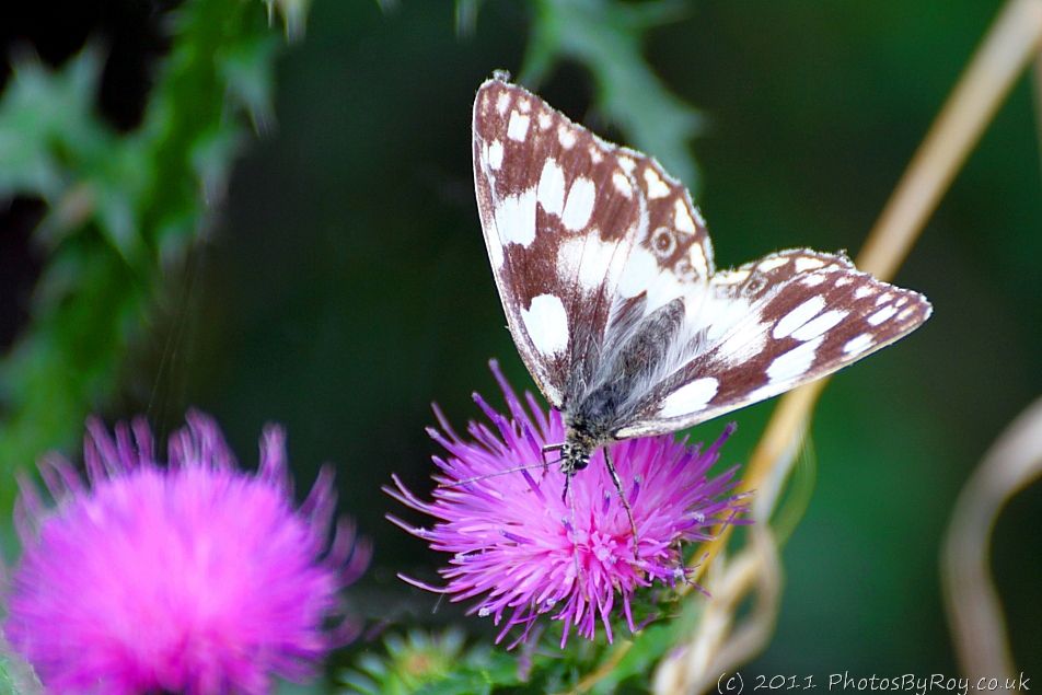 Marbled White Butterfly on Knapweed Plant