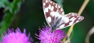Marbled White Butterfly on Knapweed Plant