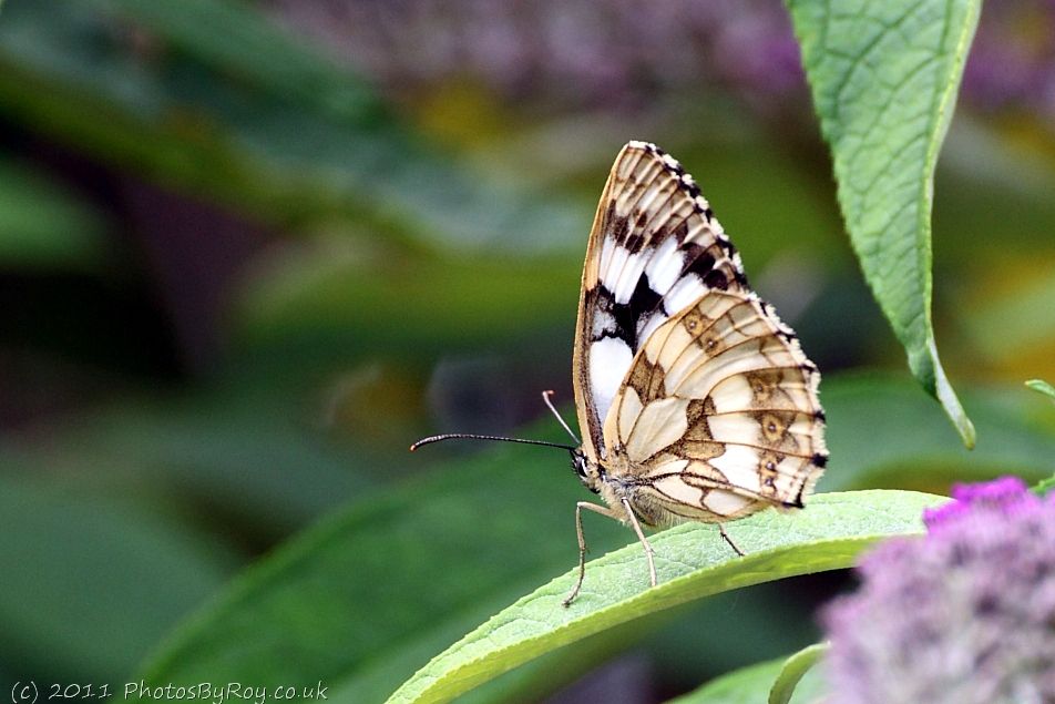 Marbled White Butterfly (Underside View)